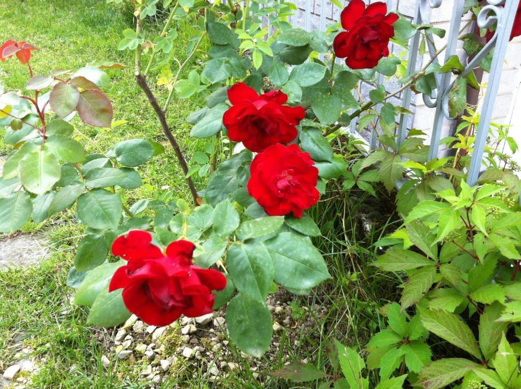 B&B Cherry En Rose Lezzeno Bagian luar foto