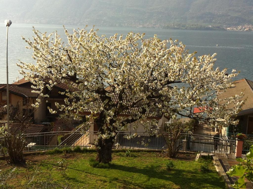 B&B Cherry En Rose Lezzeno Bagian luar foto